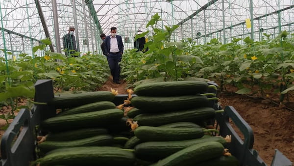 تصویر 4 از قیمت خرید خیار سبز گلخانه ای + فروش ویژه